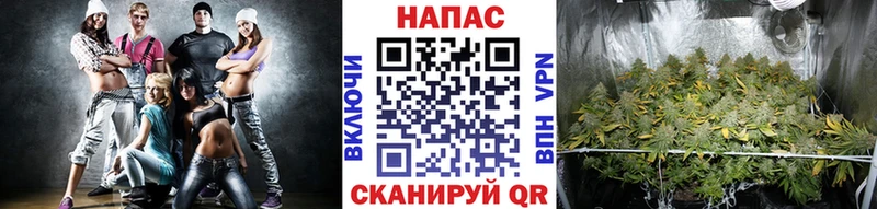 Канабис конопля Ковдор
